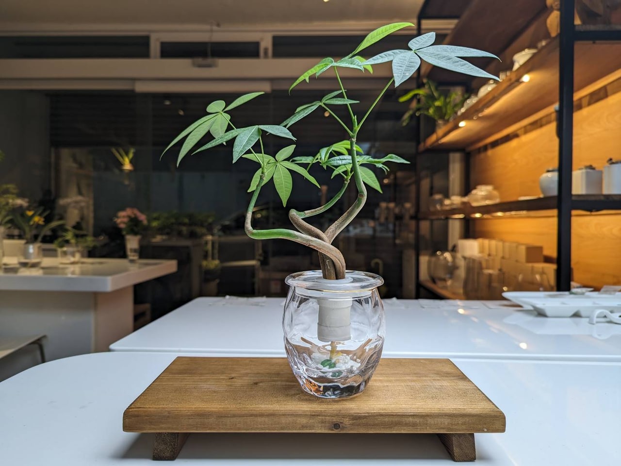 BIO BONSAIを使った植物の展示写真