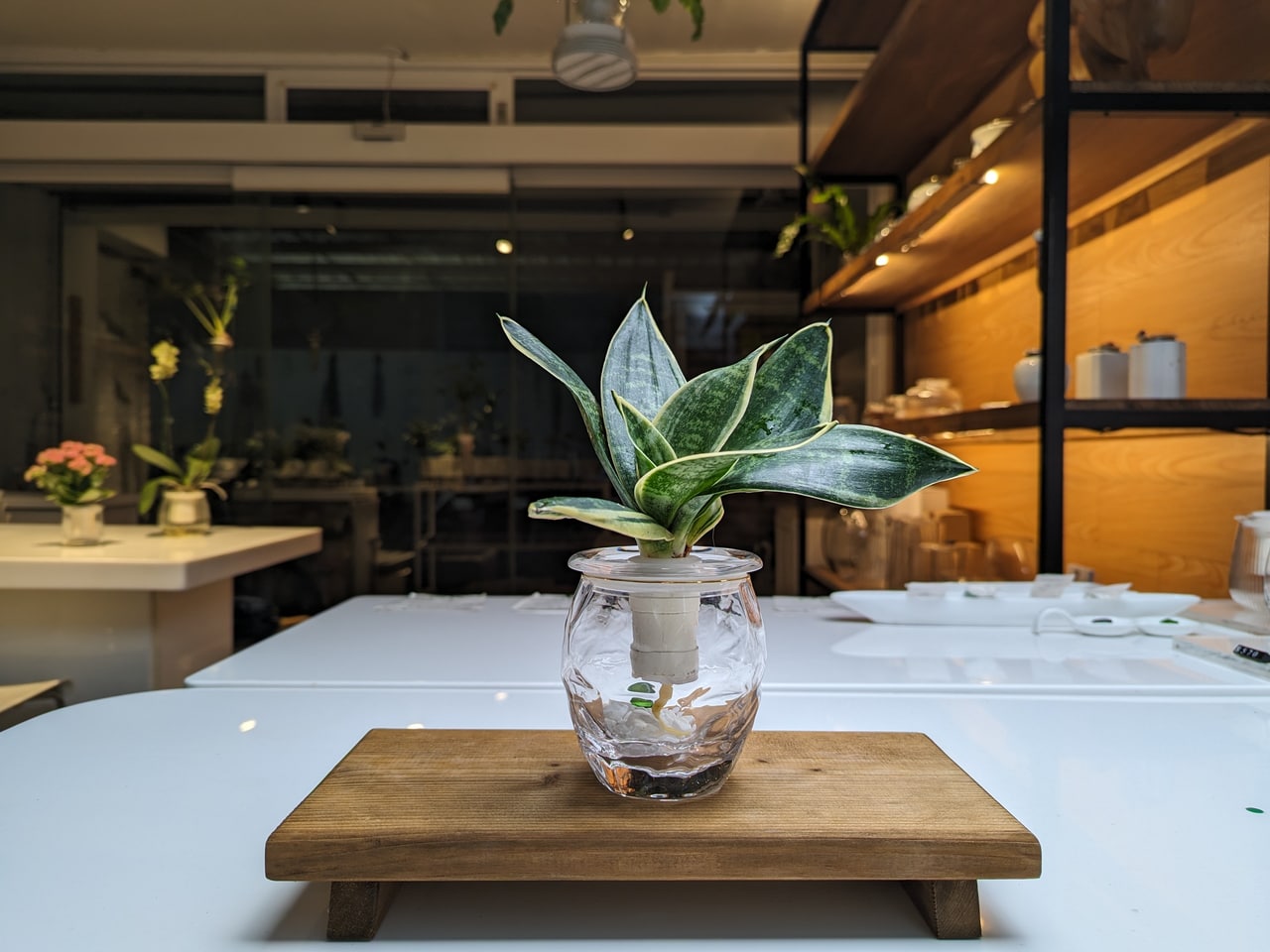 Bio Bonsai with a sansevieria plant, photographed for our past project
